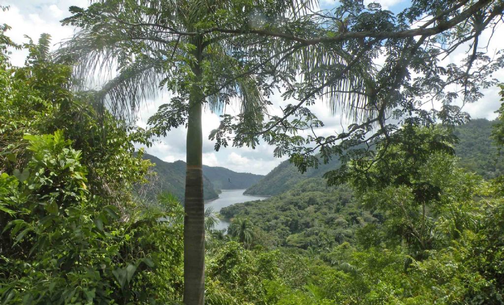 Albero cubano: Cnidoscolus aconitifolius (Euphorbiaceae)